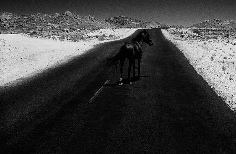 Mustavalkoinen valokuva, jossa musta hevonen seisoon tummalla tiellä.