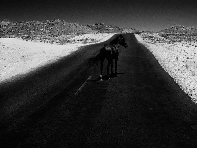 Mustavalkoinen valokuva, jossa musta hevonen seisoon tummalla tiellä.